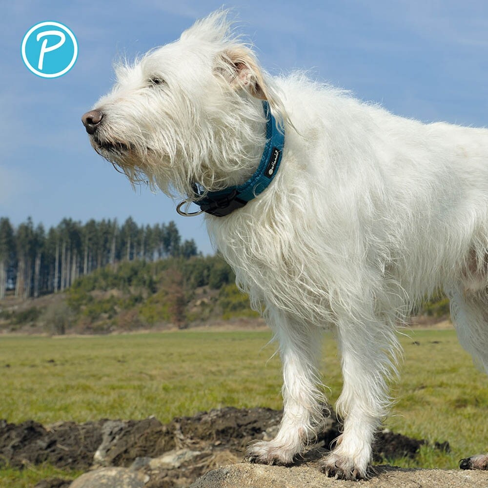 Petlando Mesh Halsband petrol_3