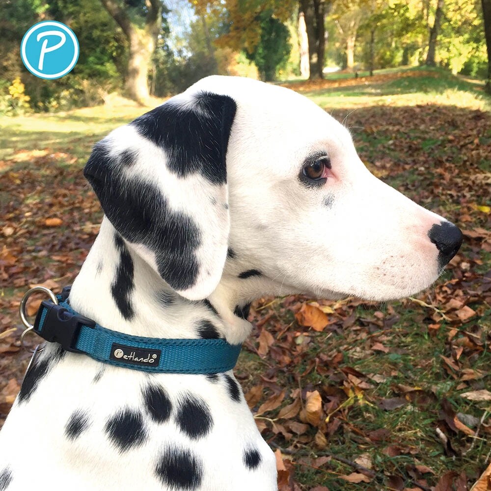 Petlando Mesh Halsband petrol_4