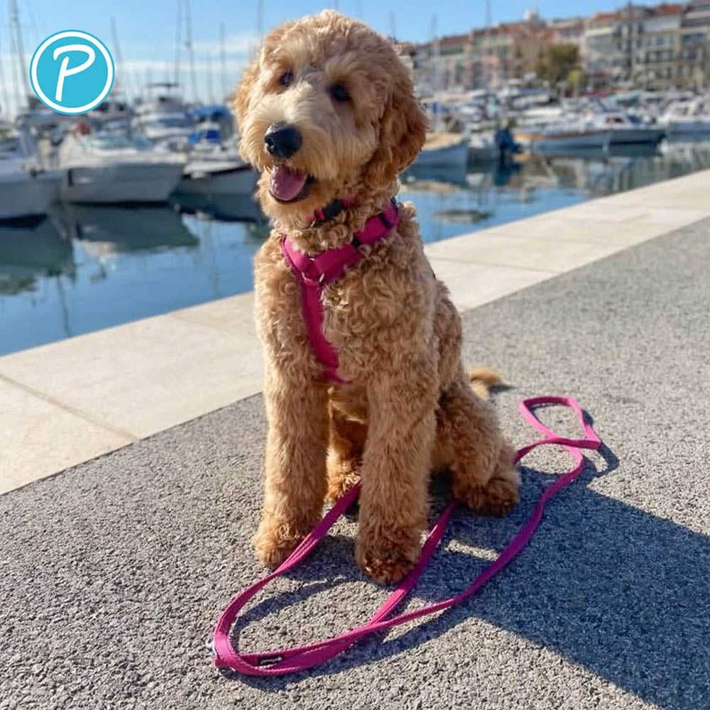 Petlando Mesh verstellbare Führleine fuchsia_3