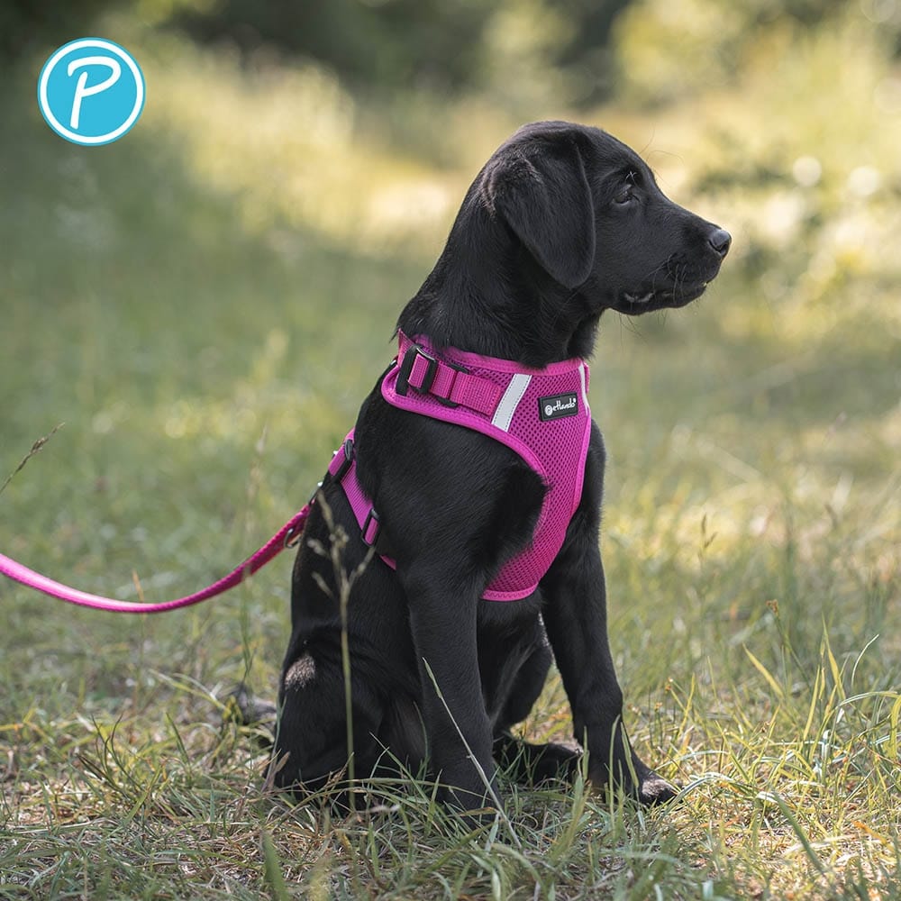 Petlando Mesh verstellbare Führleine fuchsia_4